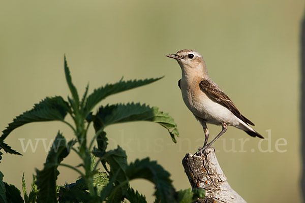 Steinschmätzer (Oenanthe oenanthe)