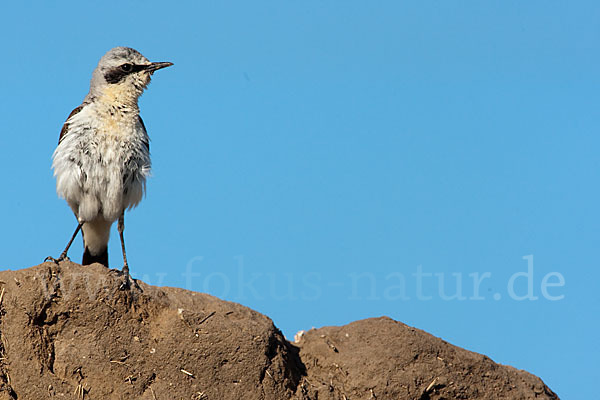 Steinschmätzer (Oenanthe oenanthe)