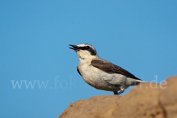 Steinschmätzer (Oenanthe oenanthe)