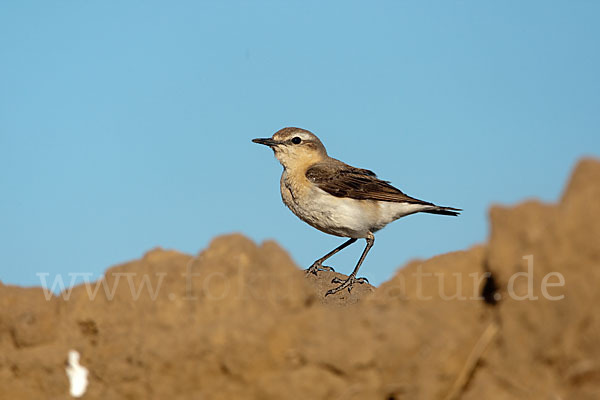 Steinschmätzer (Oenanthe oenanthe)