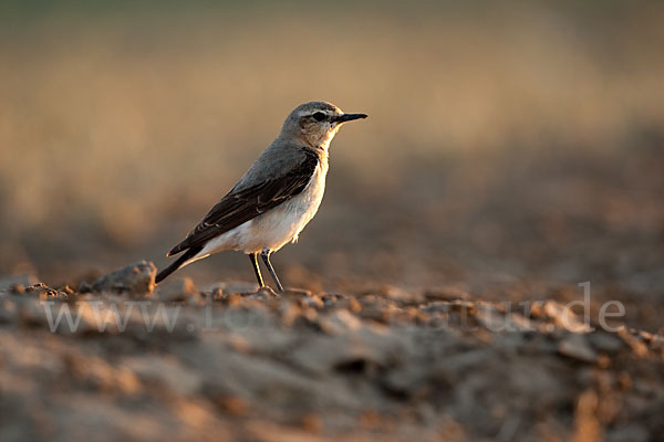 Steinschmätzer (Oenanthe oenanthe)