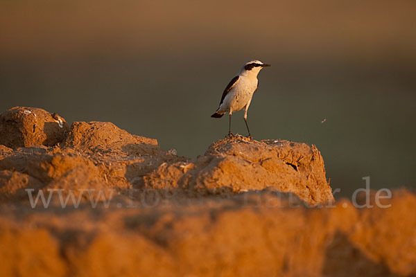 Steinschmätzer (Oenanthe oenanthe)