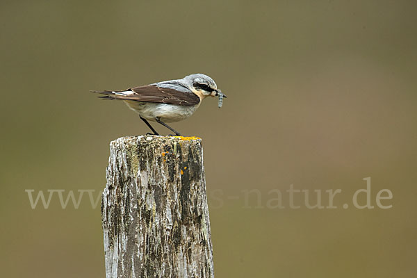 Steinschmätzer (Oenanthe oenanthe)