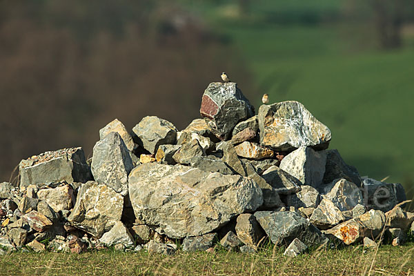 Steinschmätzer (Oenanthe oenanthe)