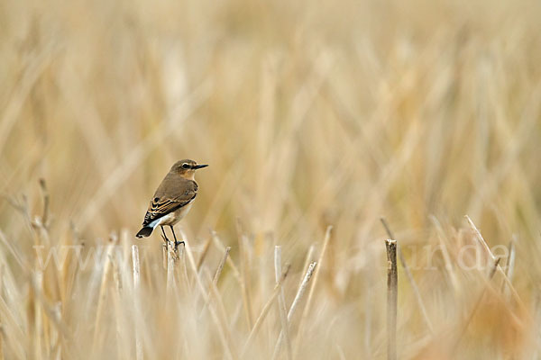 Steinschmätzer (Oenanthe oenanthe)