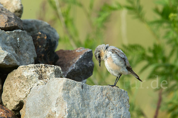 Steinschmätzer (Oenanthe oenanthe)