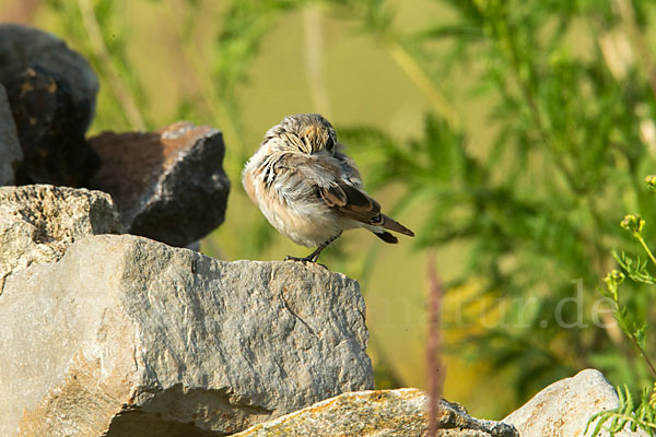 Steinschmätzer (Oenanthe oenanthe)