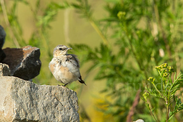 Steinschmätzer (Oenanthe oenanthe)