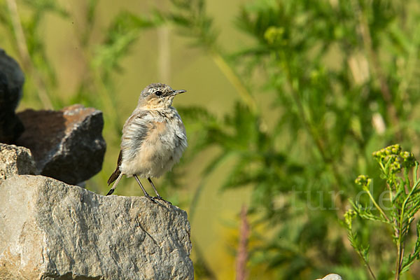 Steinschmätzer (Oenanthe oenanthe)