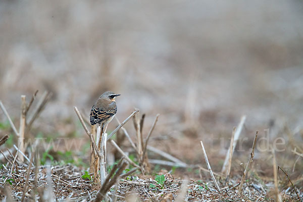 Steinschmätzer (Oenanthe oenanthe)