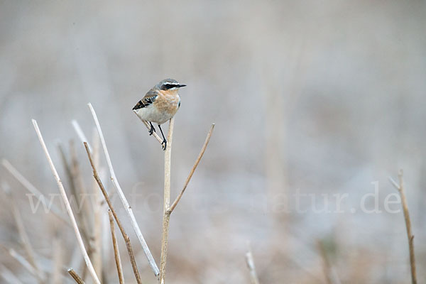 Steinschmätzer (Oenanthe oenanthe)