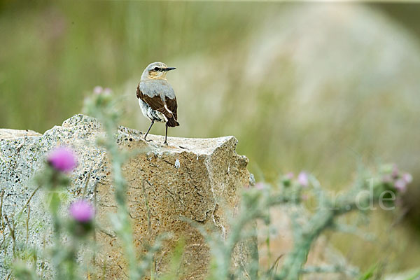 Steinschmätzer (Oenanthe oenanthe)