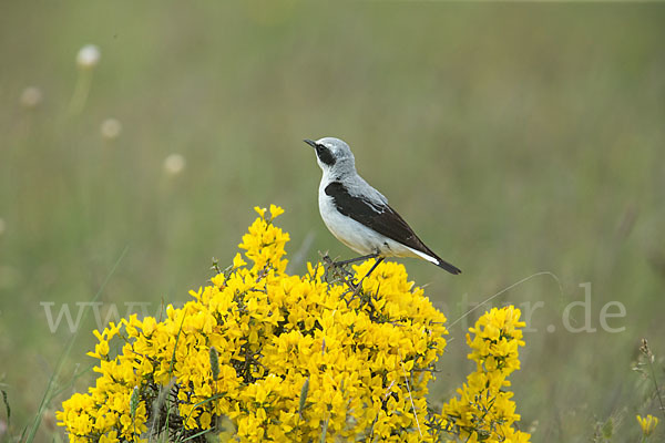 Steinschmätzer (Oenanthe oenanthe)