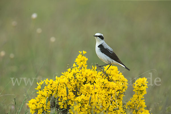 Steinschmätzer (Oenanthe oenanthe)