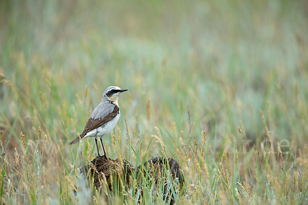 Steinschmätzer (Oenanthe oenanthe)