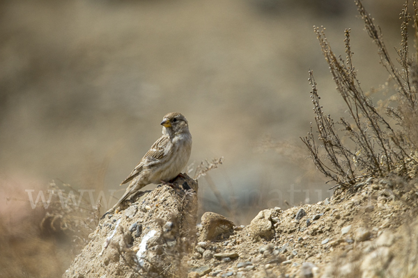 Steinsperling (Petronia petronia)