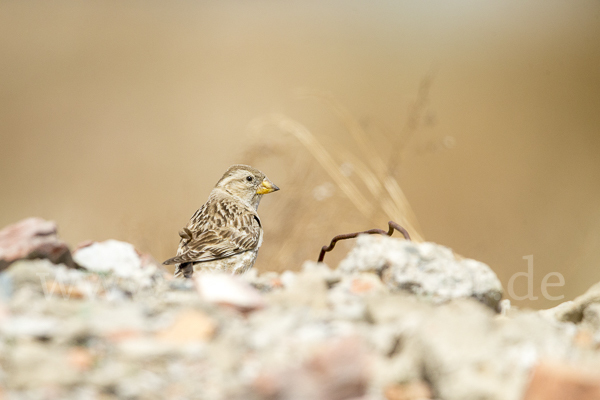 Steinsperling (Petronia petronia)