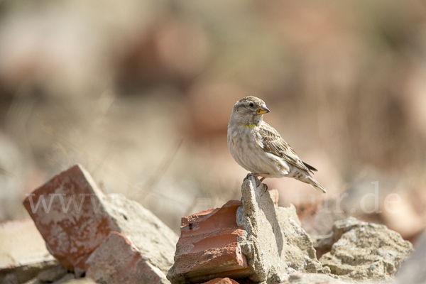 Steinsperling (Petronia petronia)