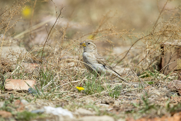 Steinsperling (Petronia petronia)