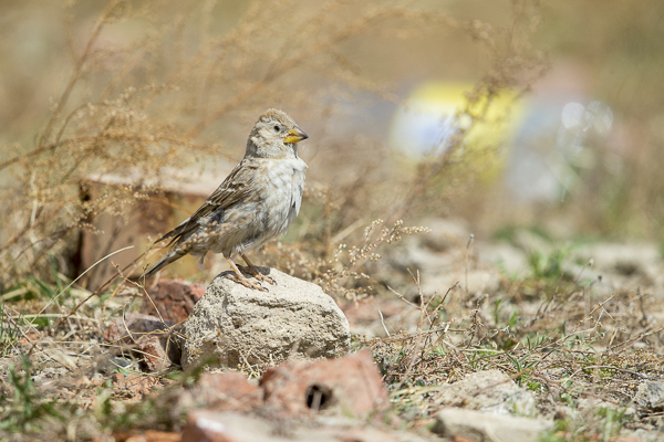 Steinsperling (Petronia petronia)