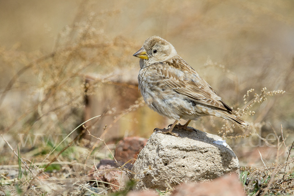 Steinsperling (Petronia petronia)