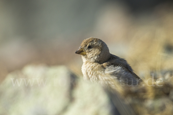 Steinsperling (Petronia petronia)