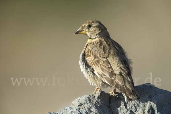 Steinsperling (Petronia petronia)