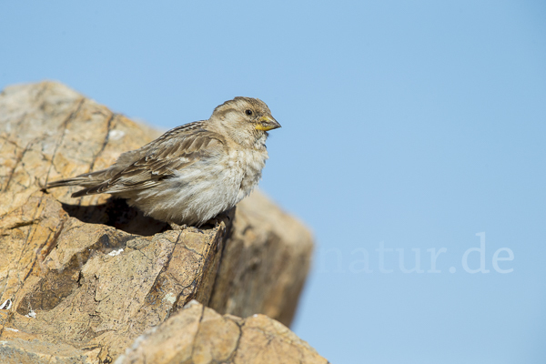 Steinsperling (Petronia petronia)