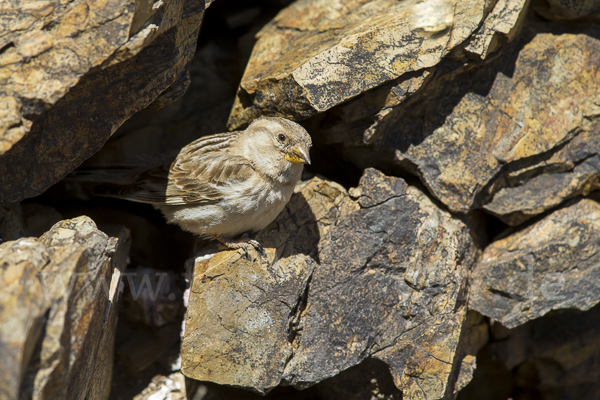 Steinsperling (Petronia petronia)