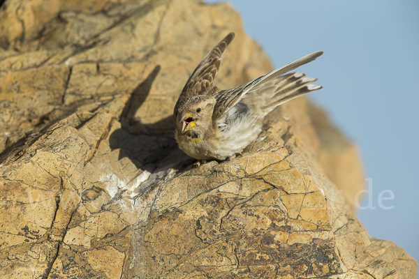 Steinsperling (Petronia petronia)