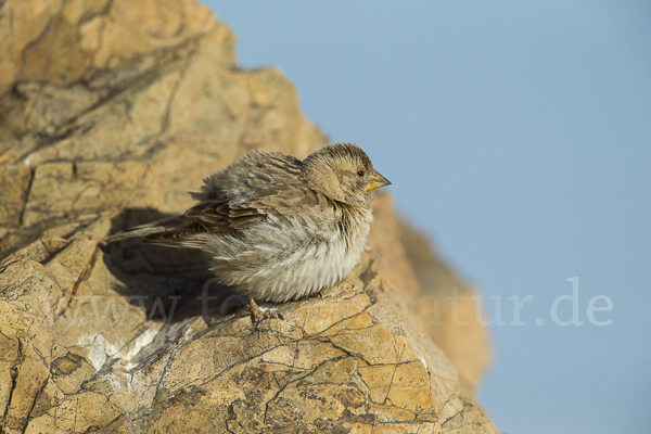 Steinsperling (Petronia petronia)