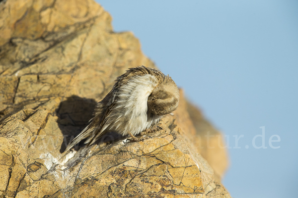 Steinsperling (Petronia petronia)