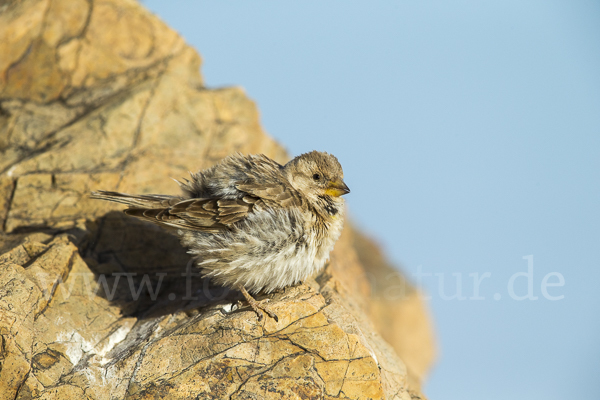 Steinsperling (Petronia petronia)