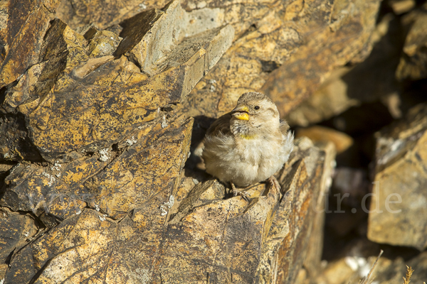 Steinsperling (Petronia petronia)