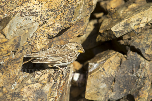 Steinsperling (Petronia petronia)