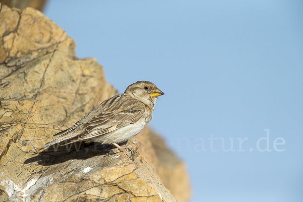 Steinsperling (Petronia petronia)