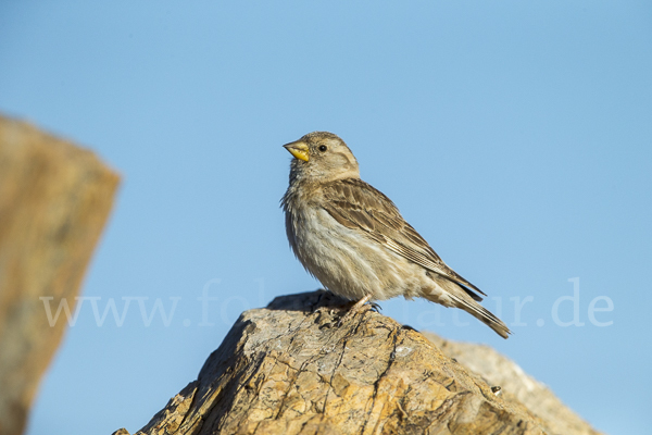 Steinsperling (Petronia petronia)