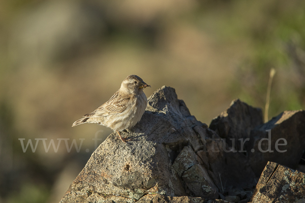 Steinsperling (Petronia petronia)