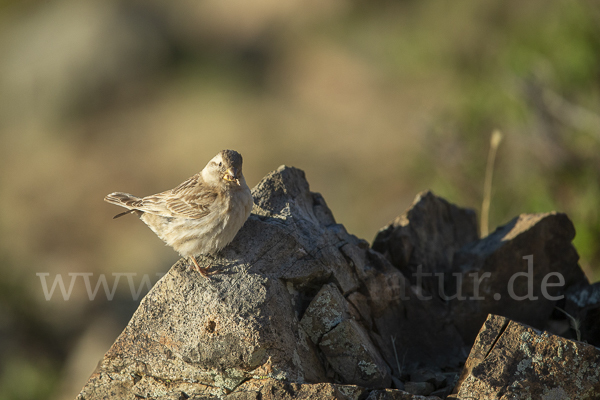 Steinsperling (Petronia petronia)