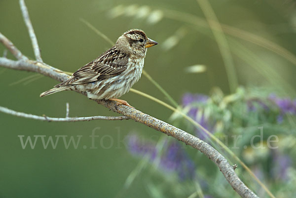 Steinsperling (Petronia petronia)