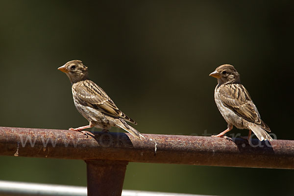 Steinsperling (Petronia petronia)