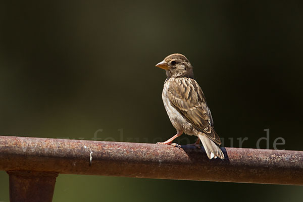 Steinsperling (Petronia petronia)