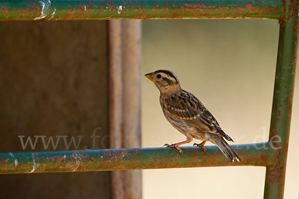 Steinsperling (Petronia petronia)