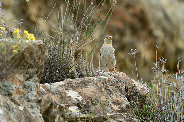 Steinsperling (Petronia petronia)