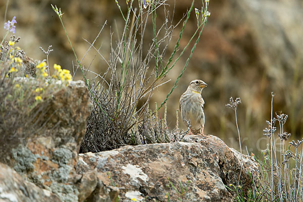 Steinsperling (Petronia petronia)