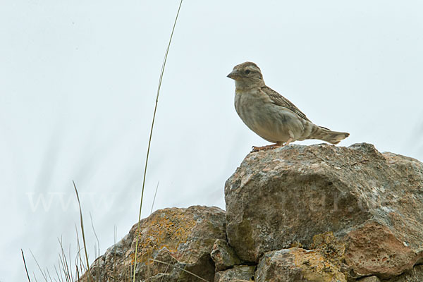 Steinsperling (Petronia petronia)