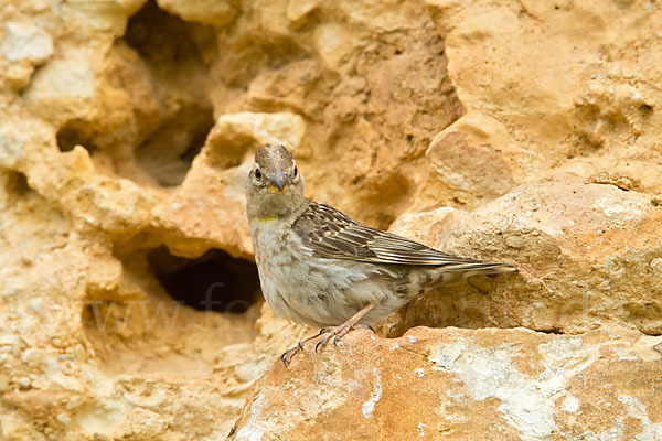 Steinsperling (Petronia petronia)