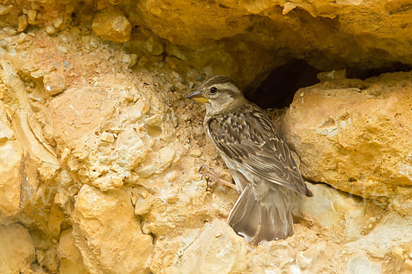 Steinsperling (Petronia petronia)