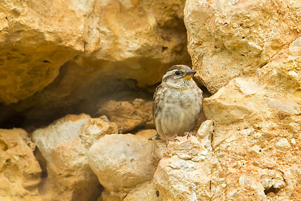 Steinsperling (Petronia petronia)