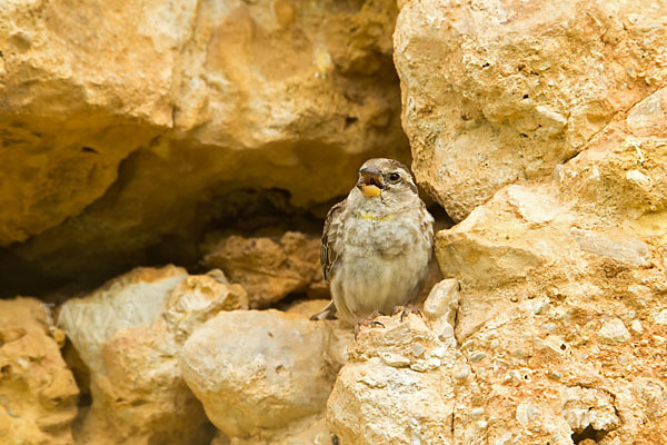 Steinsperling (Petronia petronia)